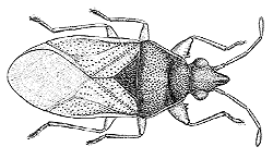 Ordo Hemiptera