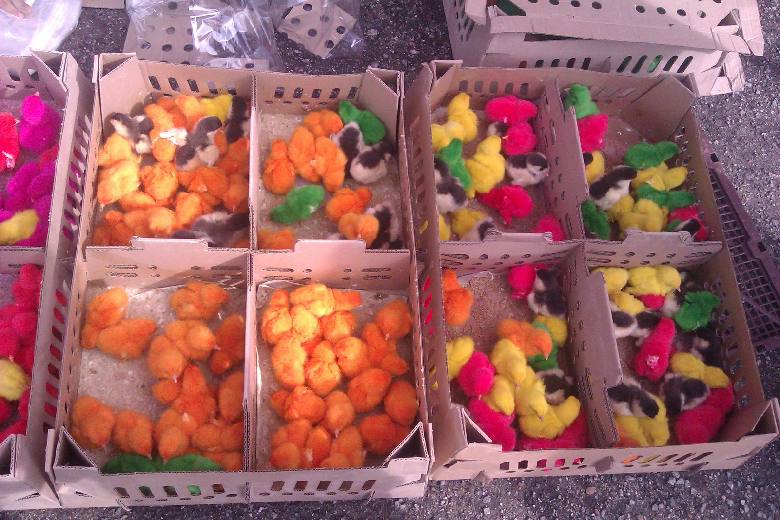 Keinginan Hati: AYAM WARNA WARNI