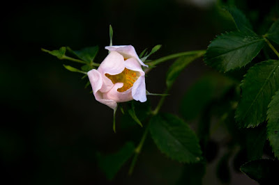 jajrózsa (Rosa spinosissima)