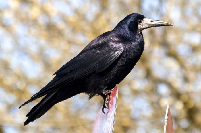 47 Gambar Hewan Tak Berwarna Terbaik - Gambar Hewan