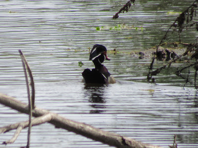 wood duck