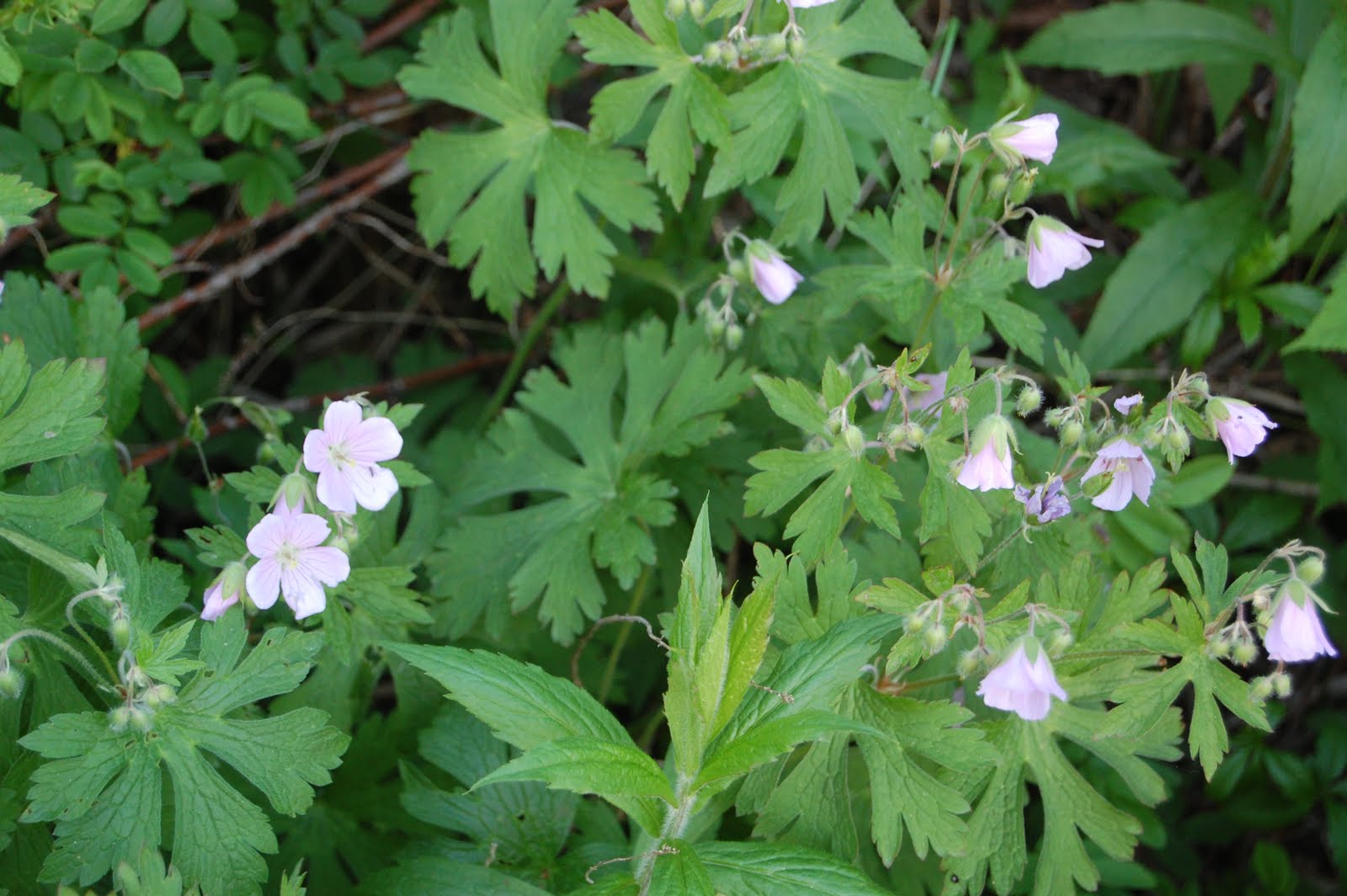 Sprouts Maine Woodland Wildflower Walk