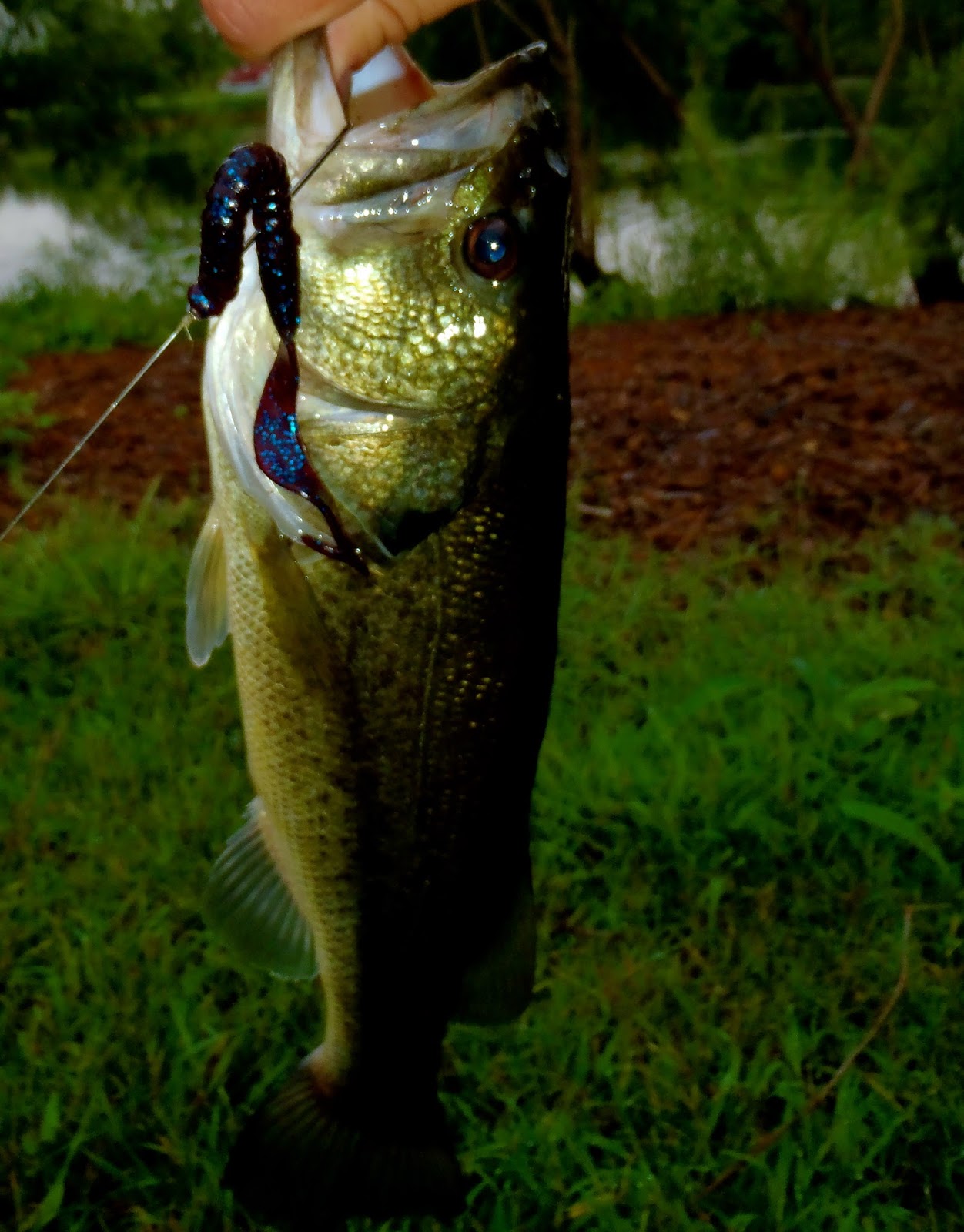 The Rogue Outdoors Night Fishing For Summer Bass