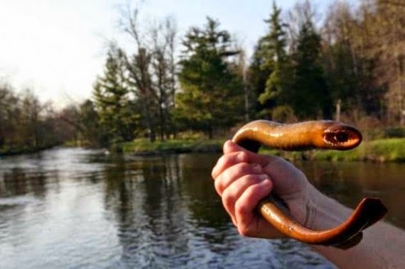 Animals You May Not Have Known Existed - Lamprey