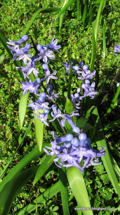 hijacinta Slovenija