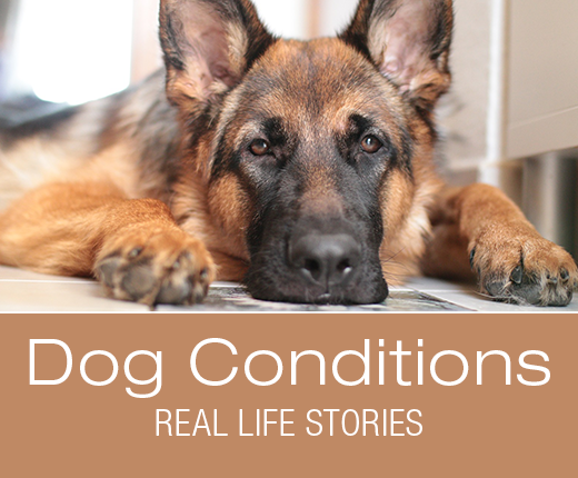 Dog Conditions - Real-Life Stories: Beaner's Weight Loss