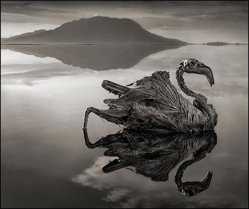 Amazing Magazine A Deadly Alkaline Lake in Africa Turns Animals into