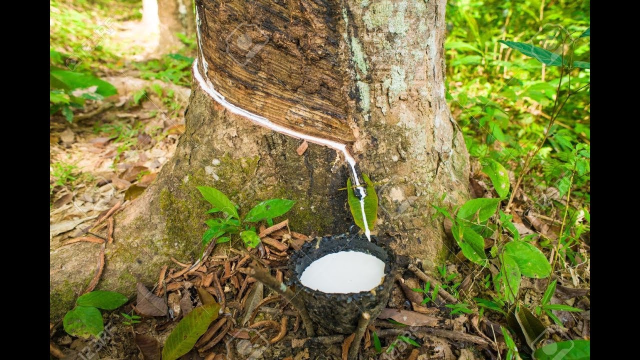 PLAAN Arbol del Caucho Hevea brasiliensis PLAAN Arbol del Caucho Hevea brasiliensis