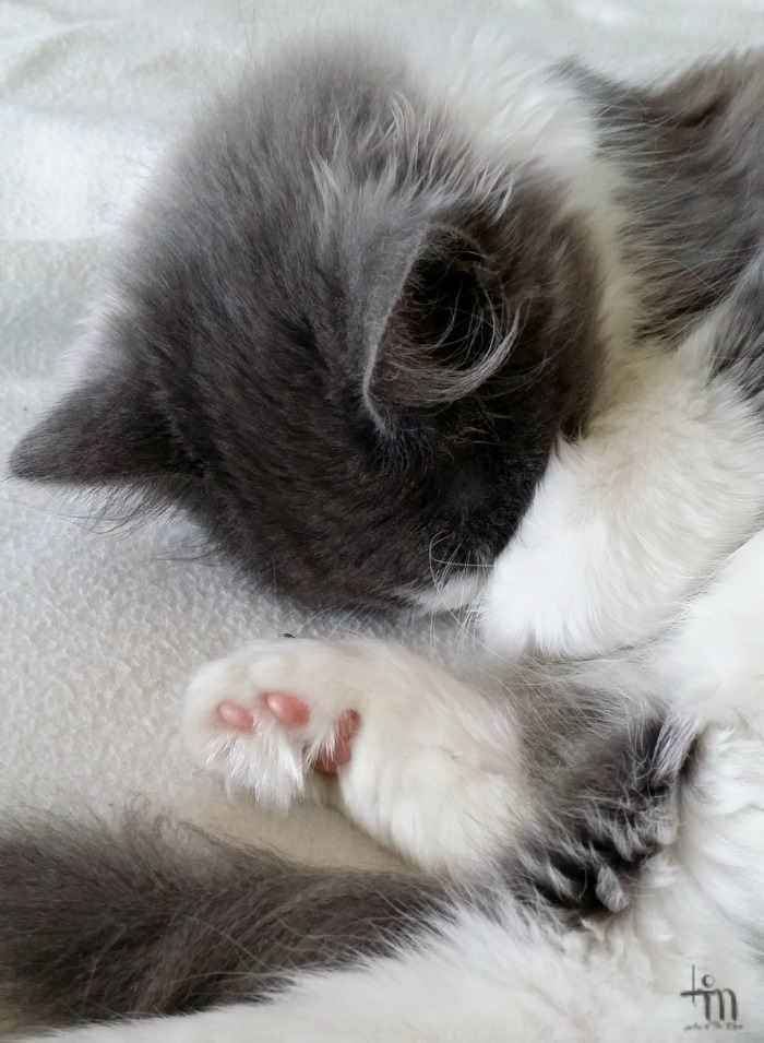 nukkuva kissanpentu - sleeping kitten - cutenessoverload