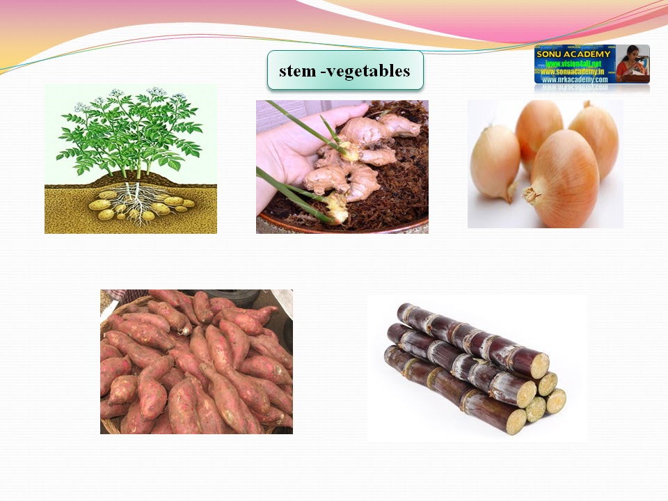 SONU ACADEMY FOODWHERE IT COMES FROMTEXT