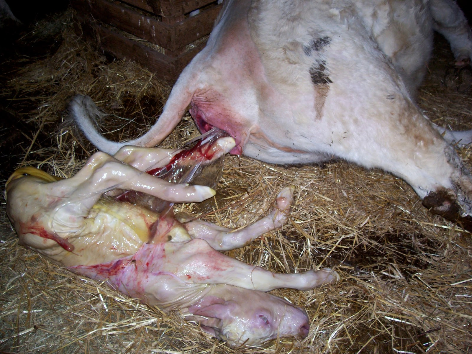 lapin qui se gratte lapin qui se gratte