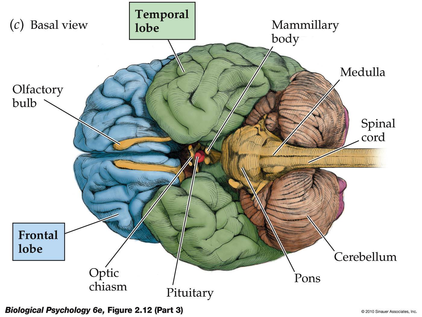 [DIAGRAM] Parts Of The Brain Diagram - MYDIAGRAM.ONLINE