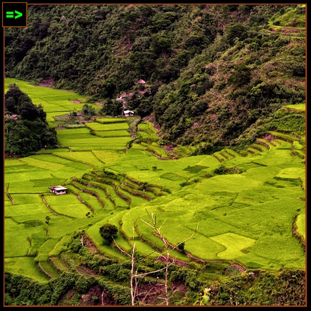 Bekigan Rice Terraces in Sadanga