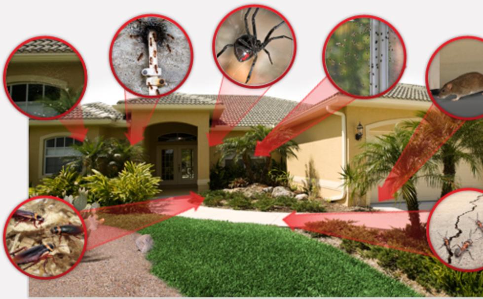 The Basics of Green Pest Control