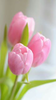 tulipanes-de-color-rosa