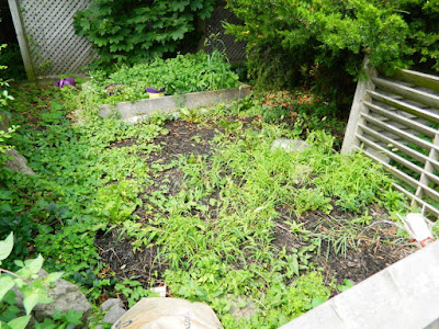 Leslieville Front Garden Cleanup Before by Paul Jung Gardening Services--a Toronto Organic Gardening Company Leslieville Front Garden Cleanup Before by Paul Jung Gardening Services--a Toronto Organic Gardening Company