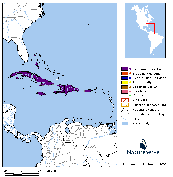 Pitirre Guatíbere (Loggerhead Kingbird) Tyrannus caudifasciatus (d´Orbigny, 1839)