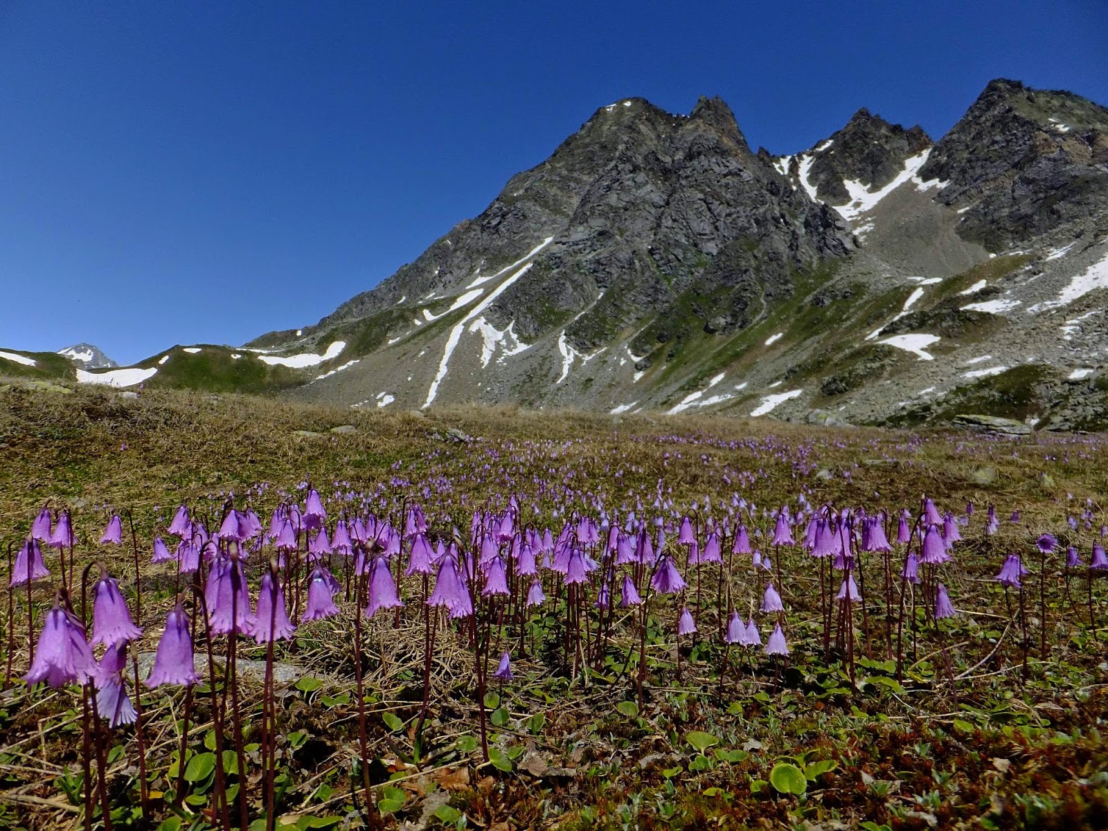 Malati di Montagna Flora alpina adattamento delle piante all’altitudine