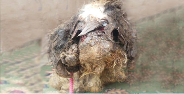 Shih Tzu é encontrado com pelo tão emaranhado que suas patas estavam presas às orelhas