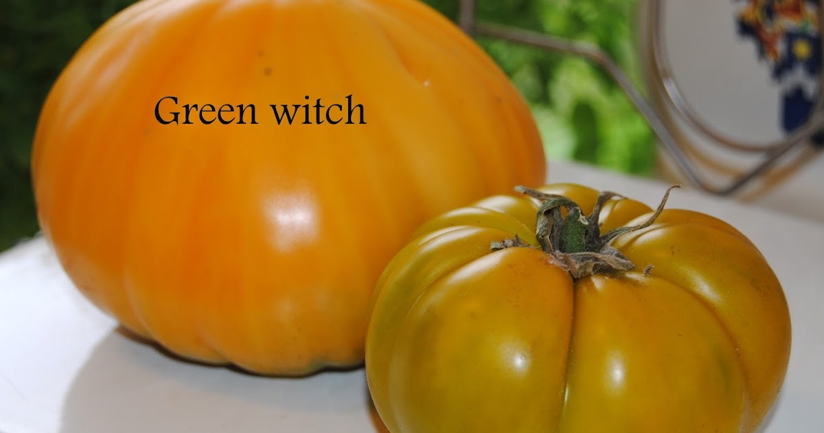 Lille tomat. Greenwich