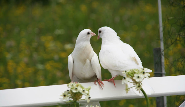صور حمام