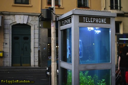 Phone booth aquarium  