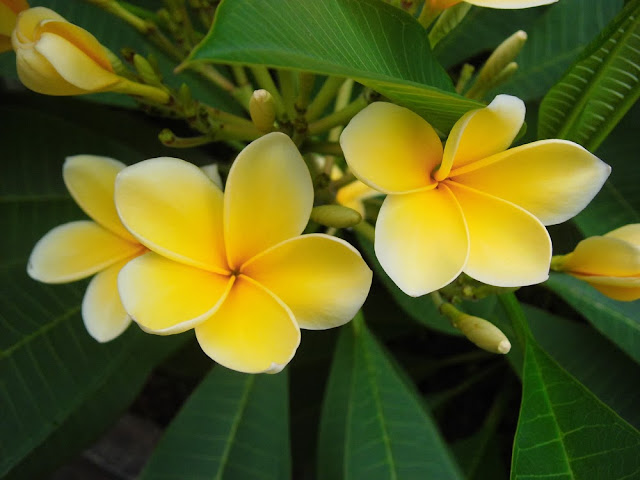 Yellow Plumeria Pictures Galleries