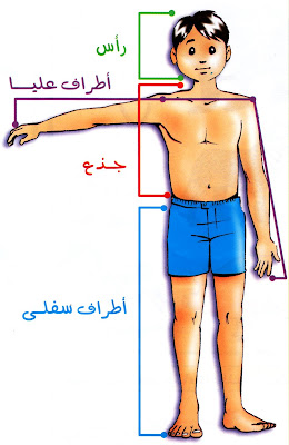 الأجزاء الرئيسية لجسم الإنسان