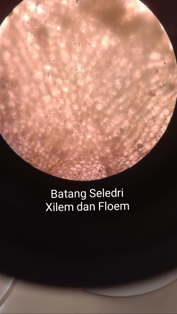 Praktik Botani Iv Laporan Praktikum Melihat Xilem Dan Floem Pada Batang