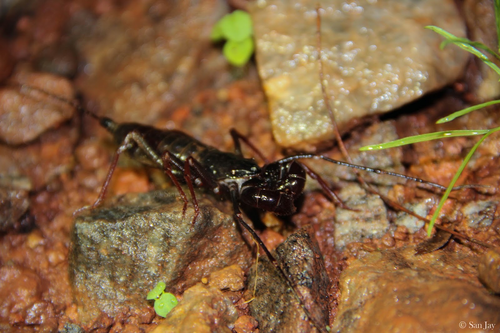 Vinegaroons ( Thelyphonida )