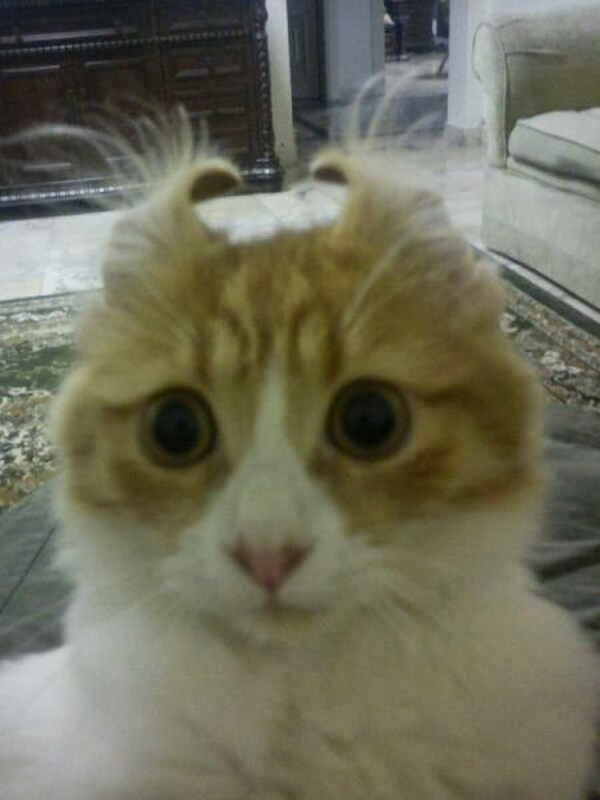 Funny cats - part 79 (35 pics + 10 gifs) | Amazing Creatures