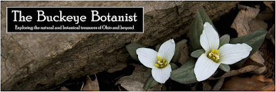 The Buckeye Botanist