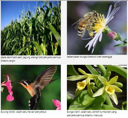 Macam Macam Perkembangbiakan Hewan Dan Tumbuhan Secara Generatif