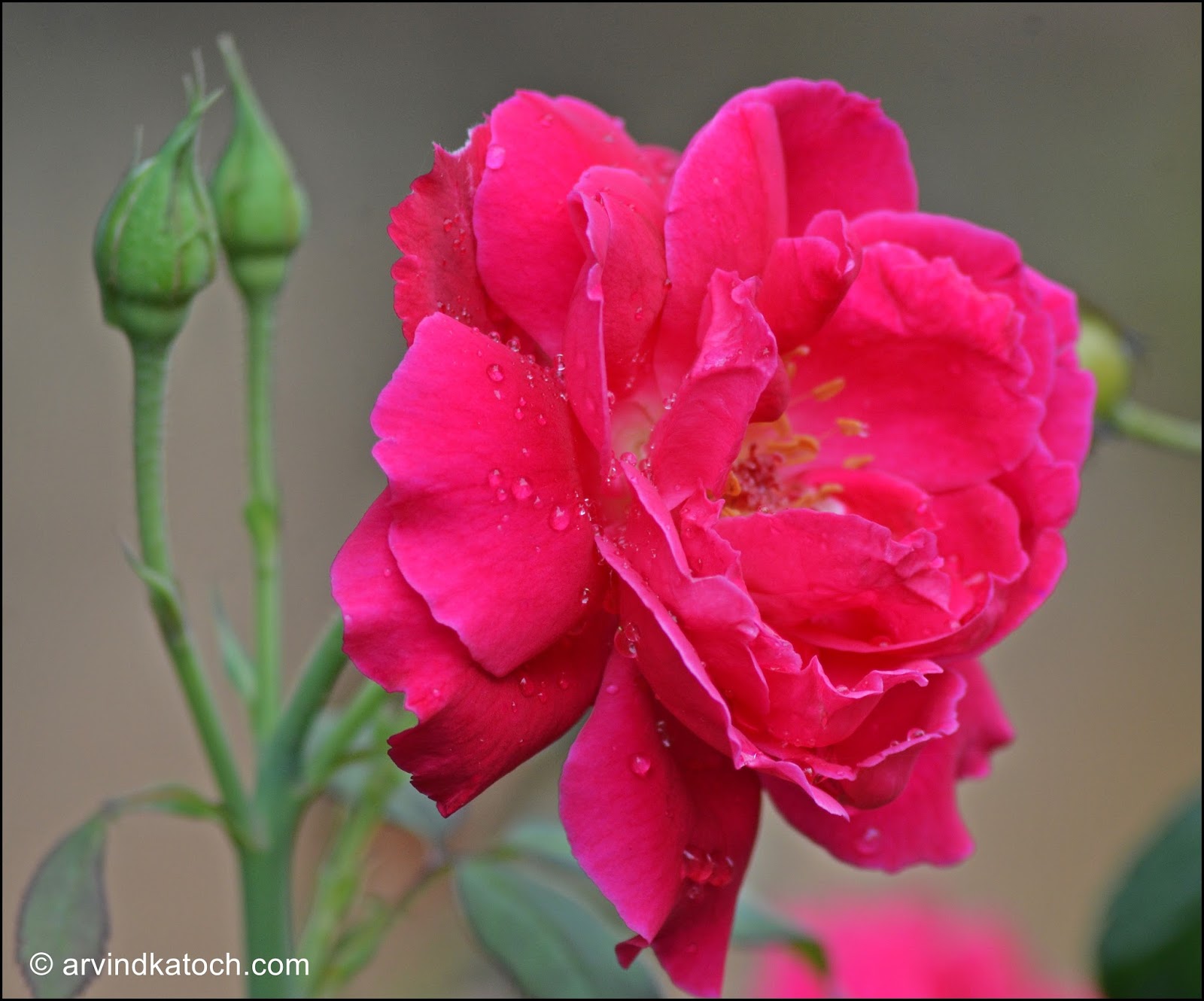 Beautiful Red Rose with Rain Drops vertical view