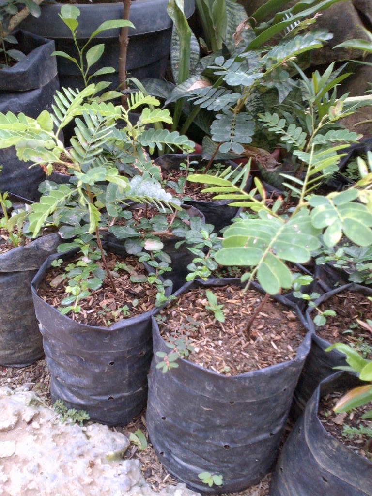 Blog Tempat berbagi hobi bonsai Multi Manfaat Buah, Biji