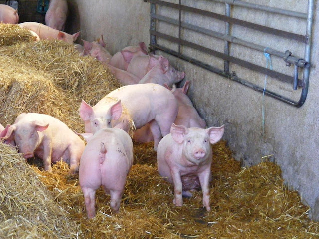 Young pigs, Indre et Loire, France. Photo by Loire Valley Time Travel.