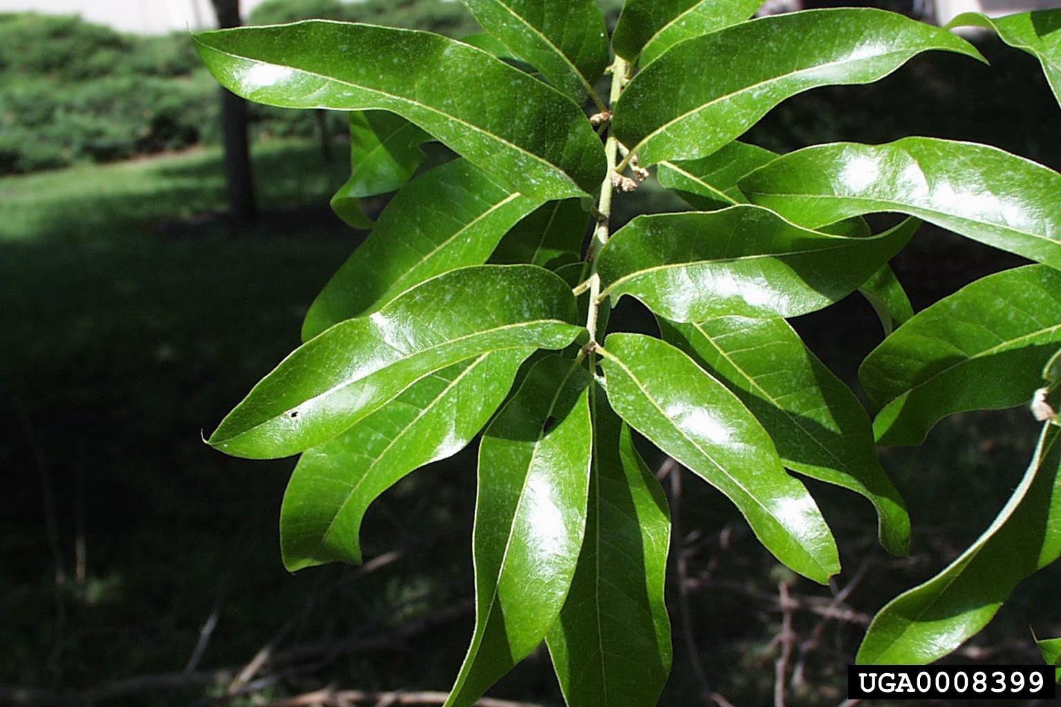 Meet A Tree Meet the Shingle Oak Quercus imbricaria