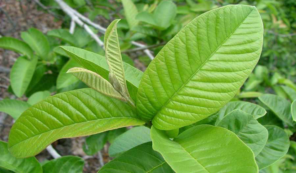 Guava leaf to reduce belly fat in tamil Tamil Health Tips Tamil