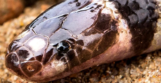 Nova espécie de cobra venenosa é descoberta - adivinha onde - Capa