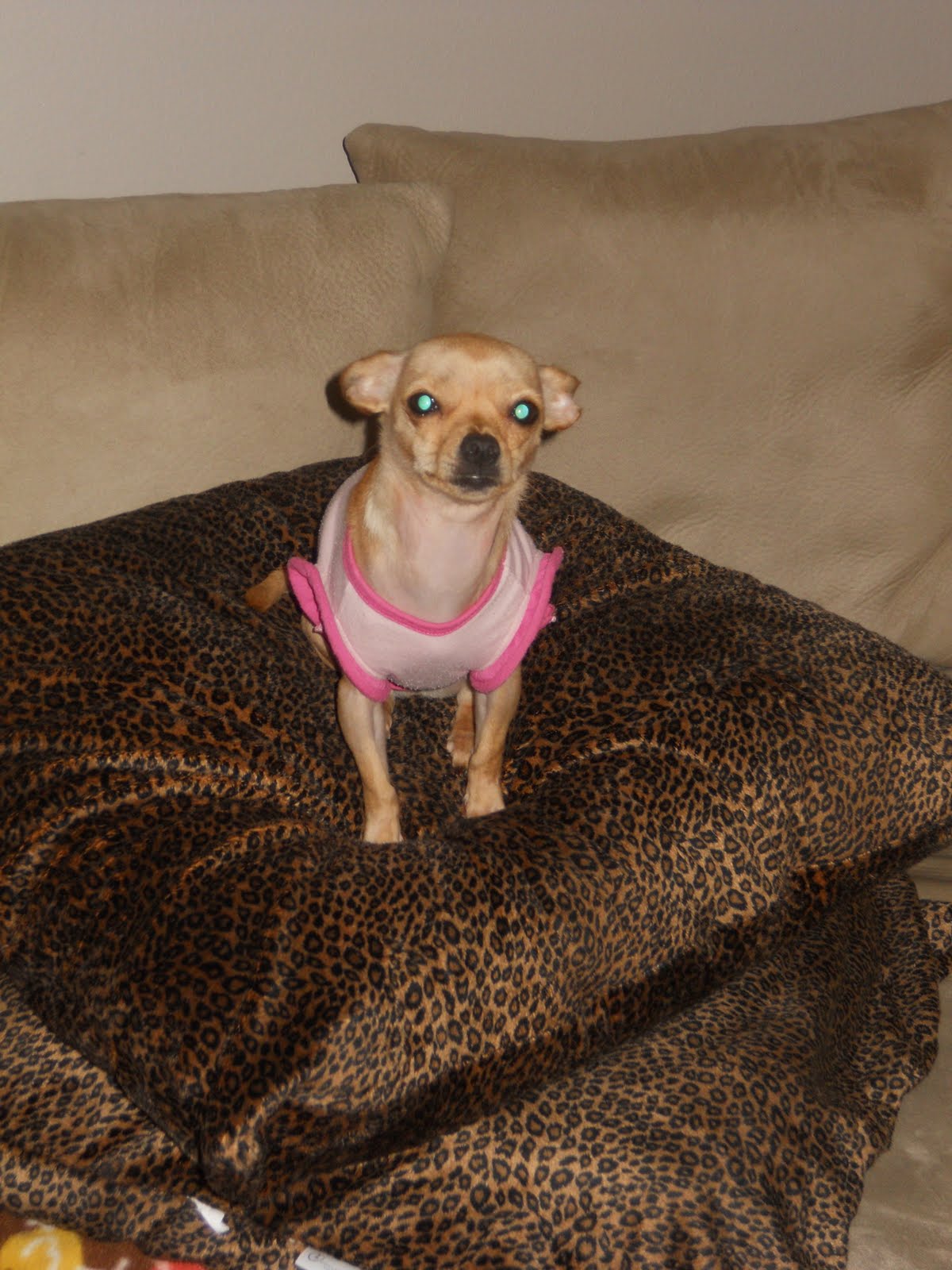 Chihuahua Clothes Info Cheap Chihuahua Clothes