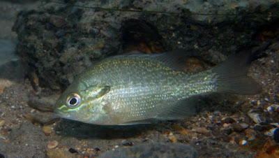 Longear sunfish