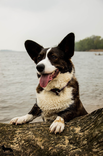 Yuma pies dowodny welsh corgi cardogan, welsh corgi, corgi, cardigan, deptak nad Wisłą, Wisła, Yuma, drzewo, plaża, plaża nad Wisłą, plaża w Płocku