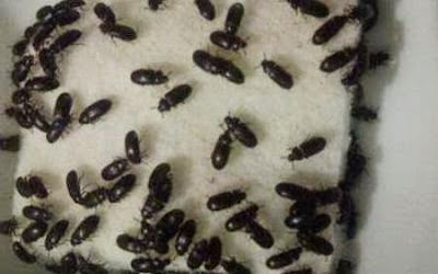 Semut Jepang Obat Diabetes