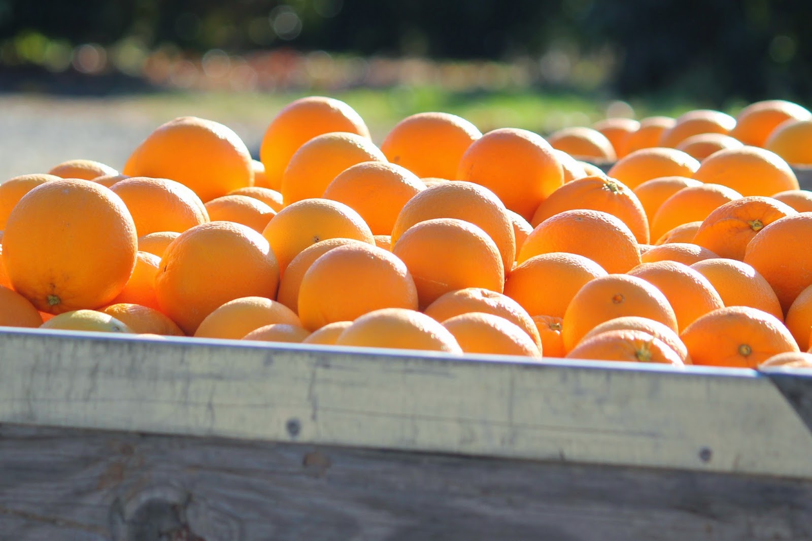 5 Starr's Farm Premium Oranges