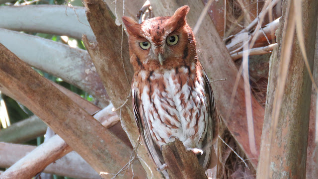 Eastern Screech Owl Mother