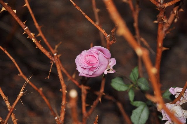 rose coloradoviews.filminspector.com James Bjorkman