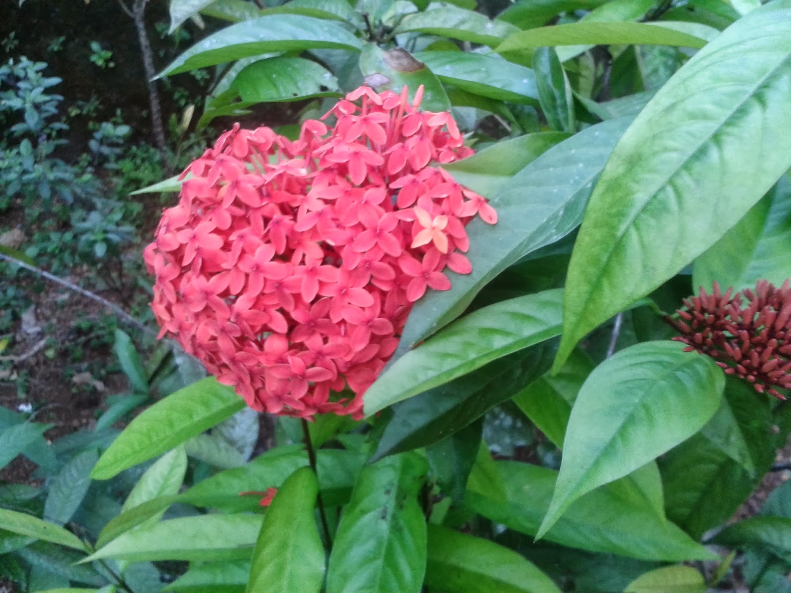 Thechi/Chethi Flower ( Ixora Coccinea ),The
