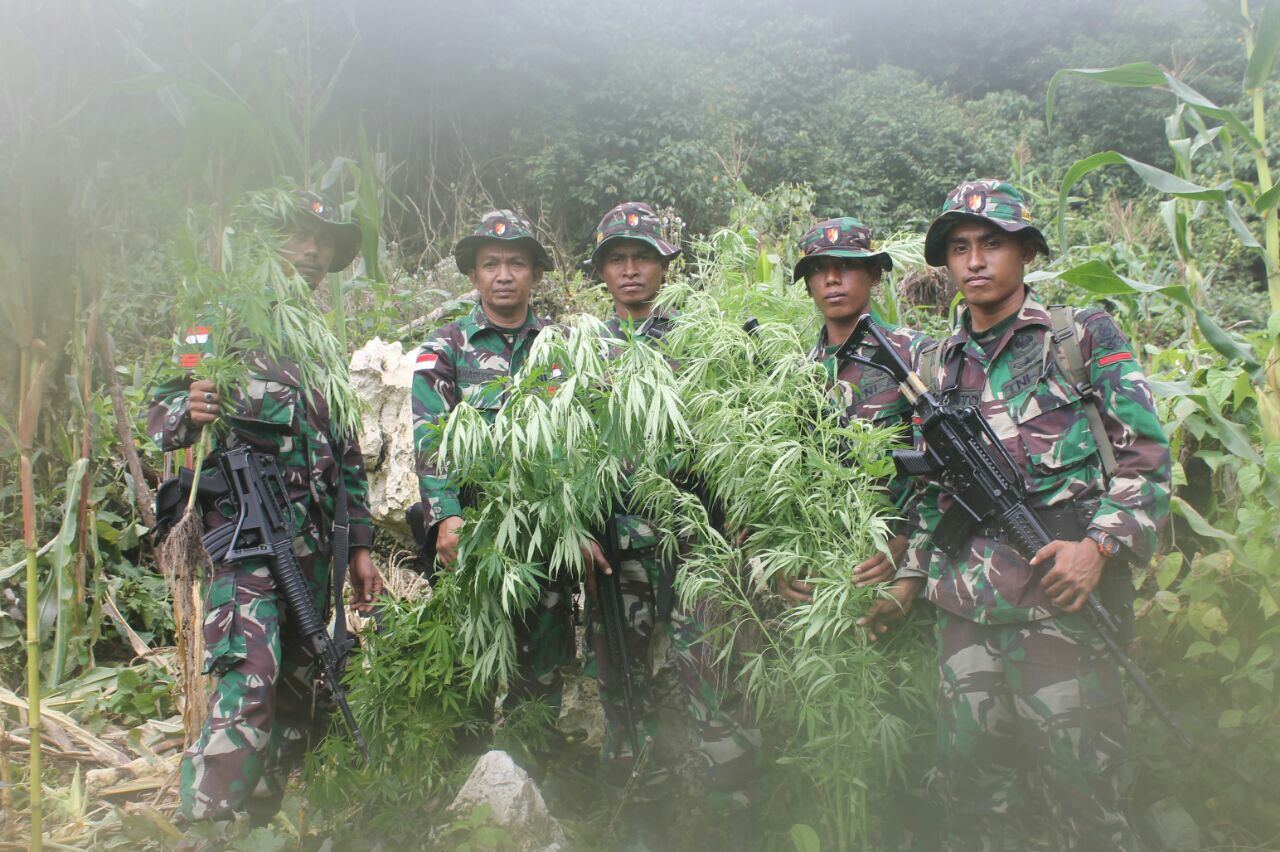 Yonif Raider 700/WYS temukan ladang ganja di perbatasan RI-Papua Nugini