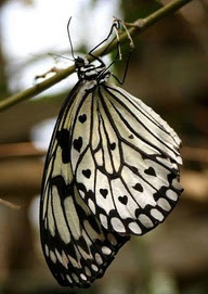 Hearts on a Butterfly!