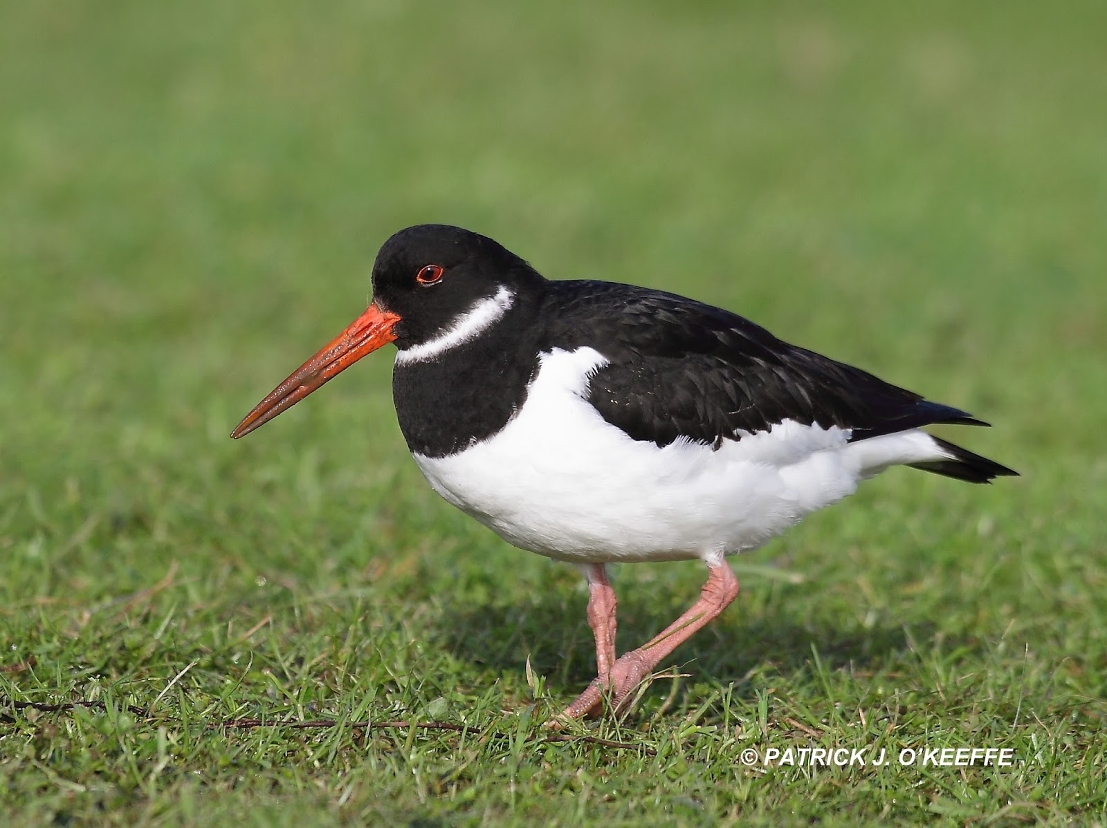 Raw Birds EURASIAN OYSTERCATCHER Haematopus ostralegus Rogerstown